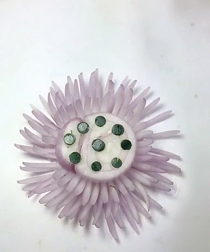 小伙用洋葱进行雕刻,本以为会菊花怒放,谁知雕到一半就尴尬了