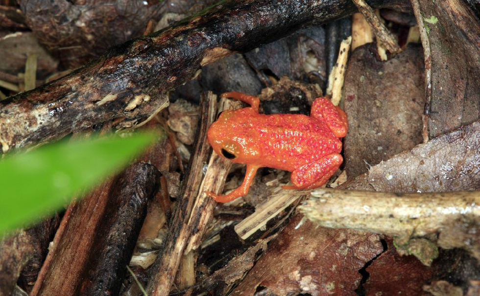 巴西科学家发现袖珍青蛙,身长仅为2厘米,颜色十分鲜艳