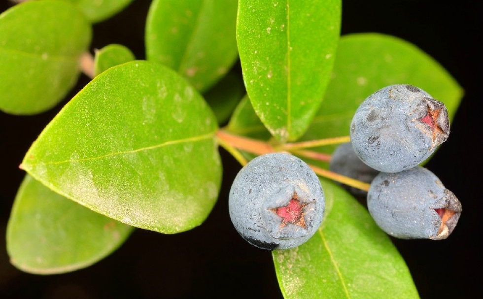 世界上最奇异的9种水果,你吃过几个_新浪看点