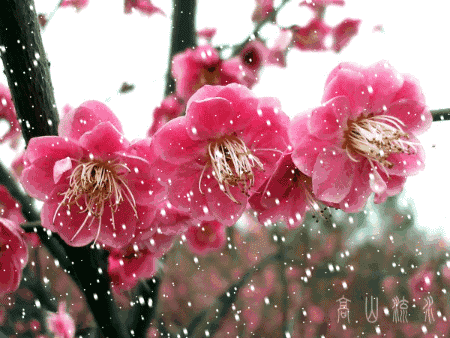 一场大雪灌醉了怒放的腊梅也美醉了寒冬