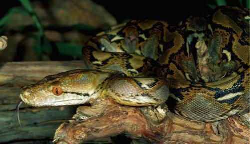 地球上最大的蟒蛇名叫桂花生吞一人很轻松