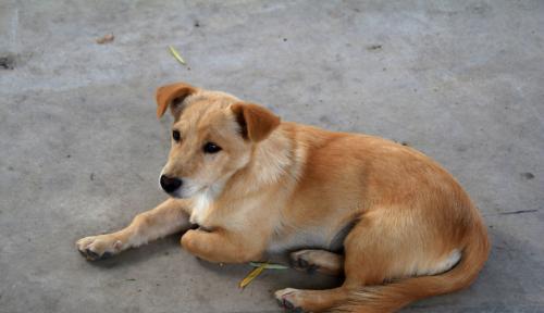1 最常见的混种土狗,又名"柴狗"