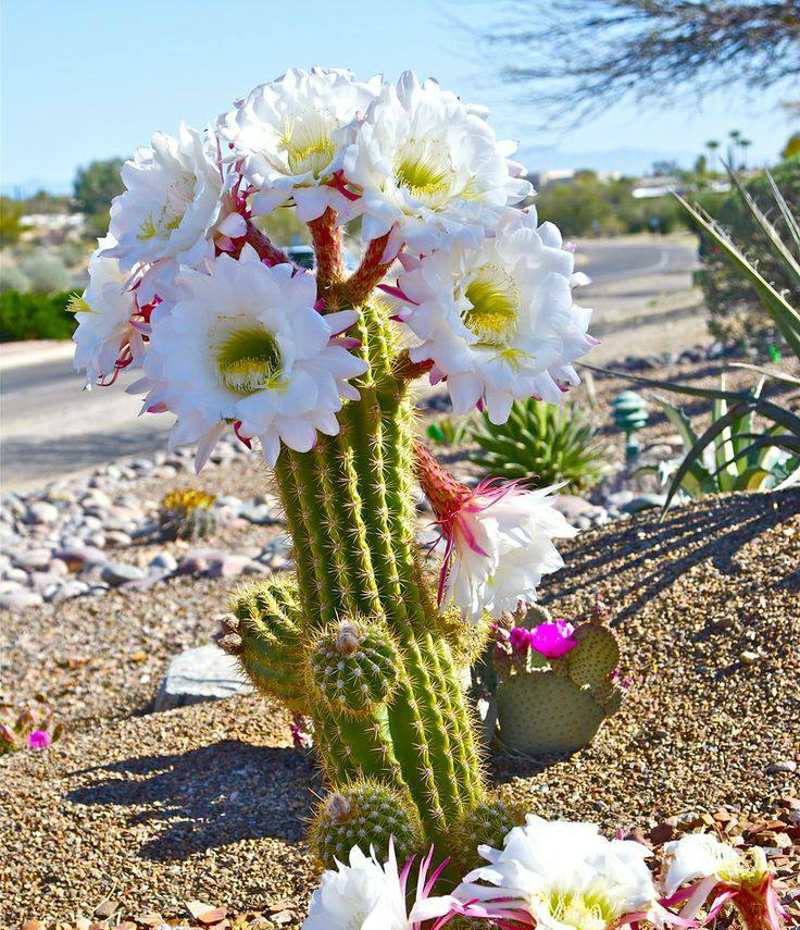 植物园里成片开花的仙人掌花,美得让人舍不得眨眼_新浪看点