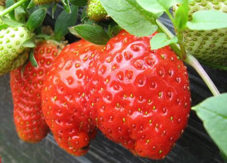 畸形草莓是怎么形成的孕妇和儿童能吃吗万万不可