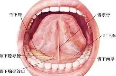 舌侧隆突的位置图片图片
