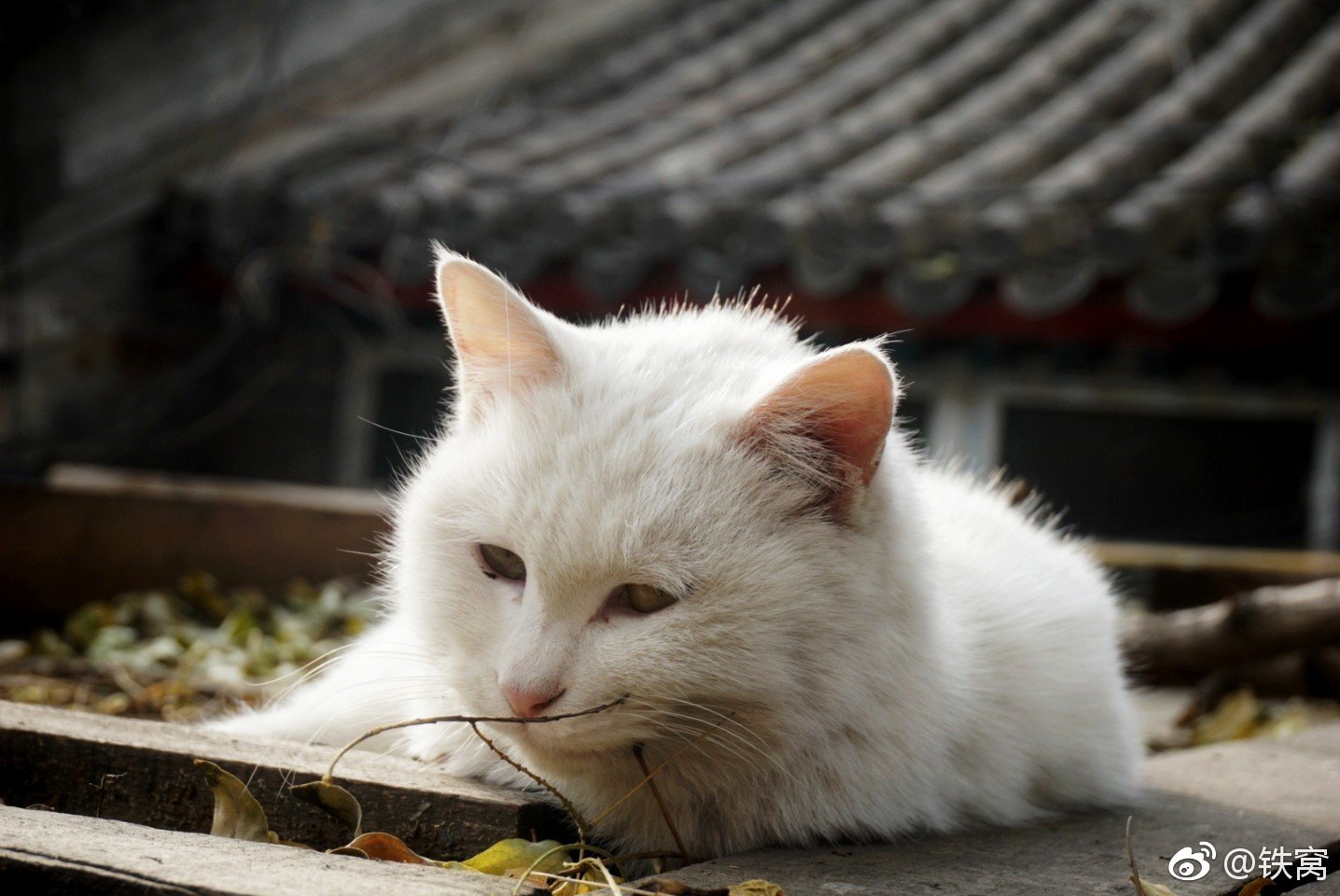法源寺的网红猫咪