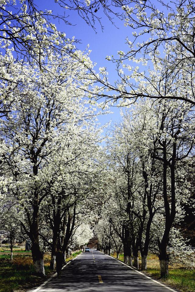 春天川藏线自驾,切勿错过万亩金川梨花