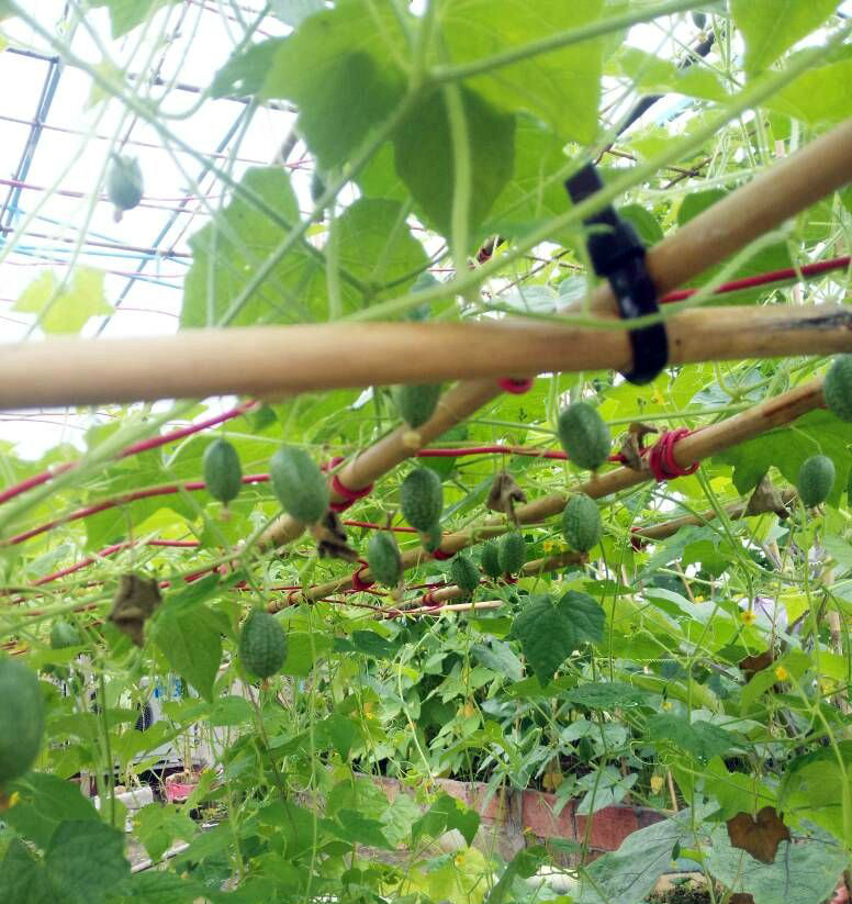 这瓜西瓜更好吃哦,拇指西瓜.一个夏天不用卖西瓜了!