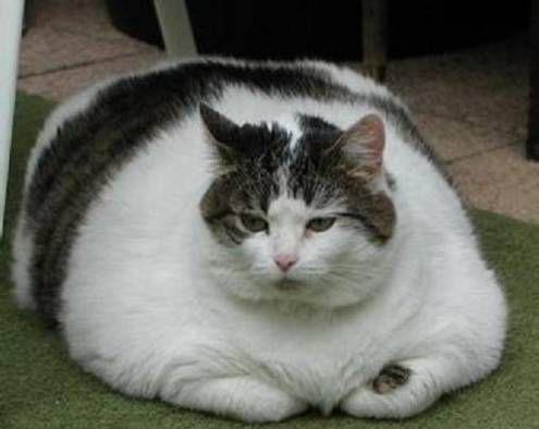 组图: 世上最肥的猫与最肥的狗, 满屏的肉