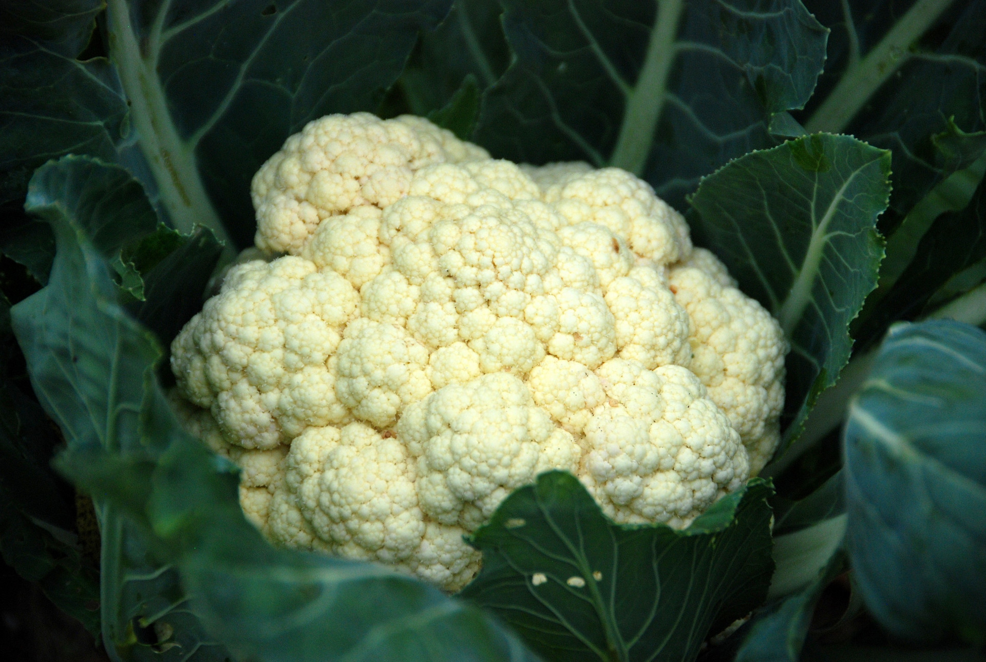 花菜的5种家常做法,不得不说太实用,喜欢吃花菜的朋友建议收藏