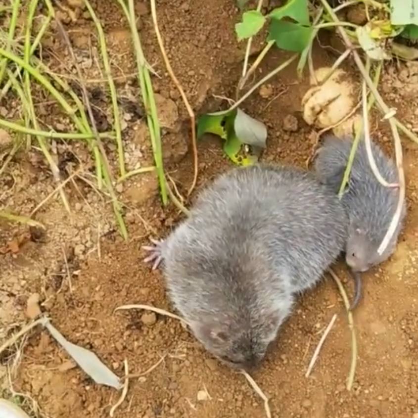 农民地里番薯被一群来历不明的东西糟蹋,将其抓获后是这样做的!