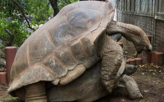 地球上最大的乌龟, 号称龟中"巨人", 被大量捕猎而濒临灭绝