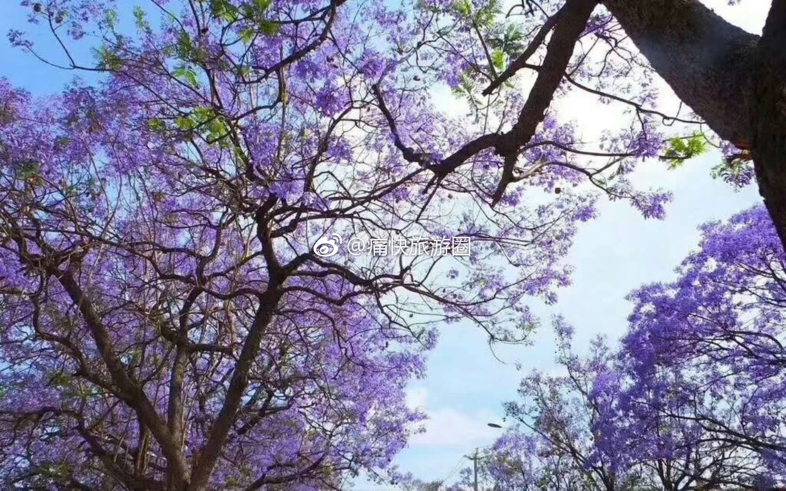 西昌的蓝花楹美爆了!