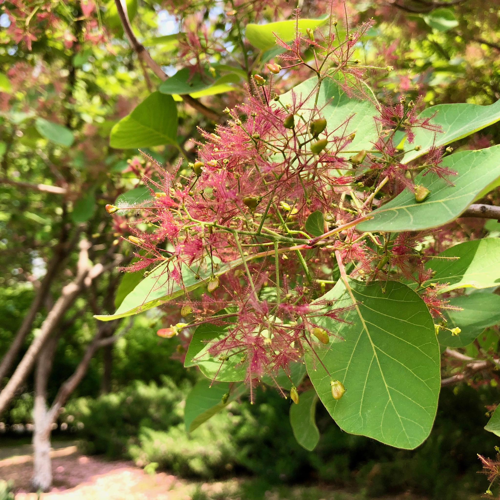 都说秋天红叶好,却不知黄栌春天也好看.北京奥林匹克公园春光美