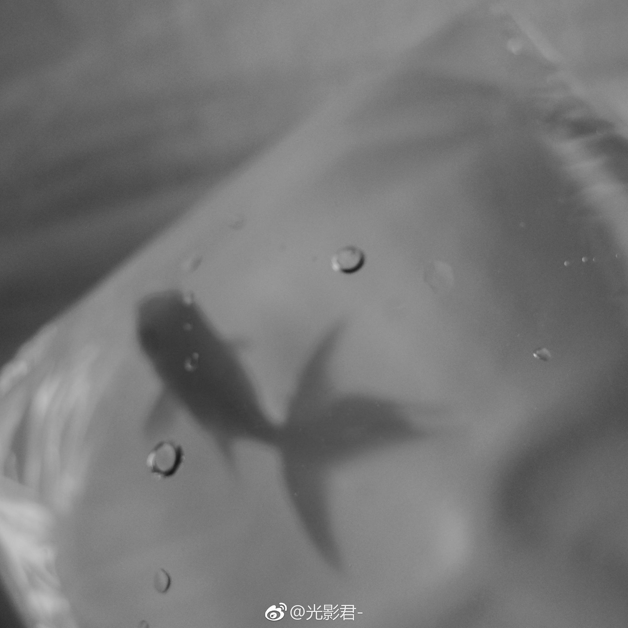 在海边看海水退潮 台风天在家看金鱼 看花火打上然后泯灭 在海边看海水退潮 台风天在家看金鱼 看花火打上然后泯灭