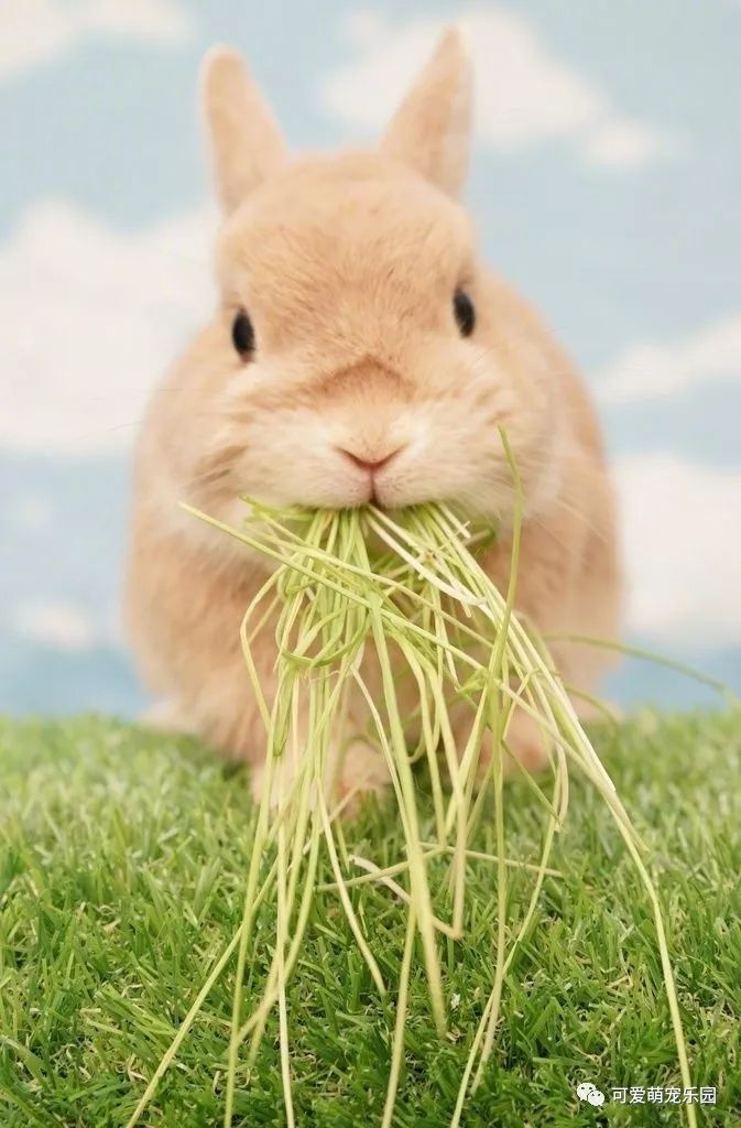 可爱萌兔兔秀出自我霸道龙猫实力抢镜