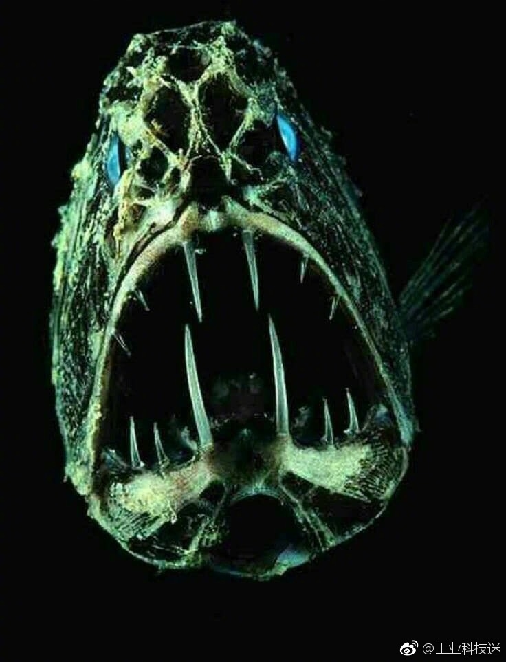 深海恐怖生物巨型图片