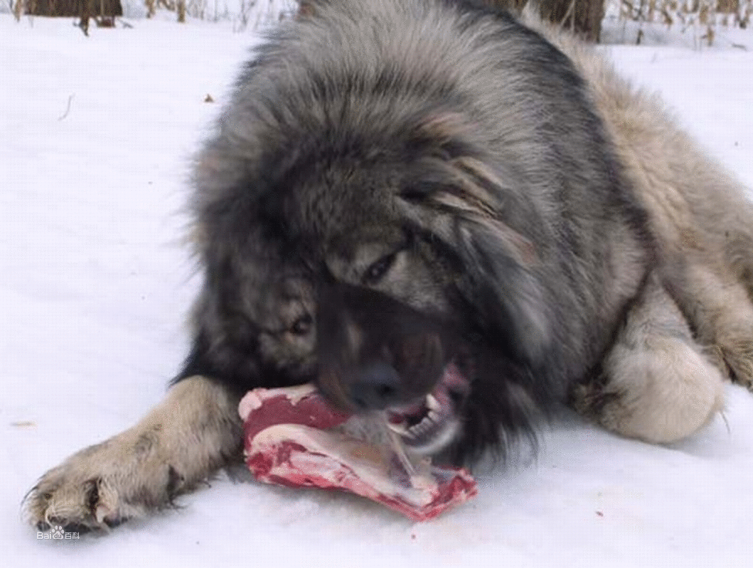 高加索犬咬死北美灰狼图片