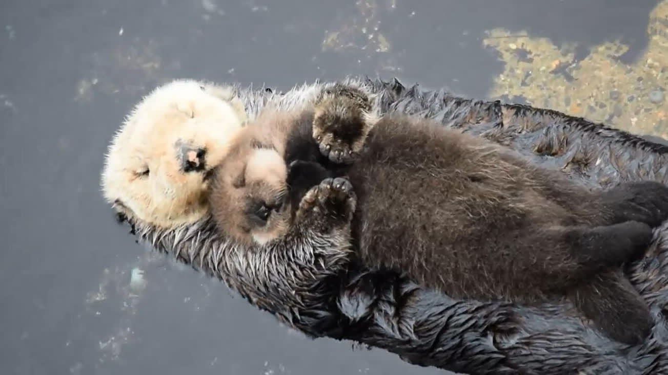 海獭妈妈抱着刚出生的孩子睡午觉,老夫的少女心啊!