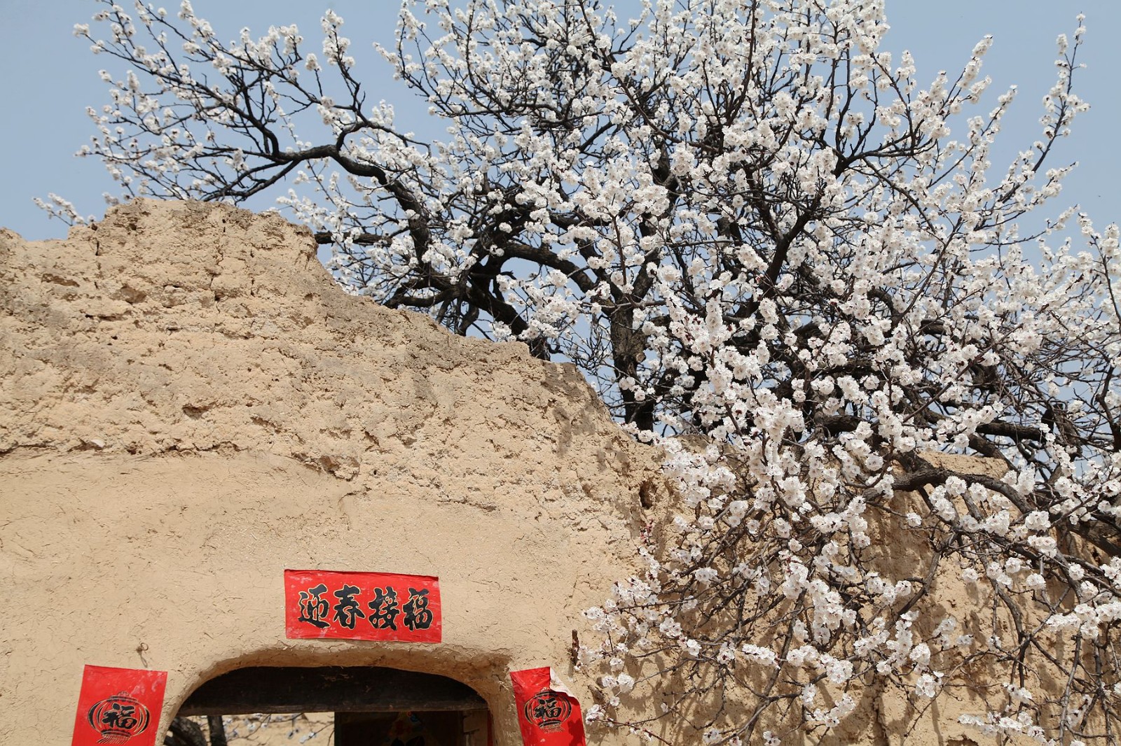山西运城农村杏花盛开,看看唐诗中的杏花村美成啥样