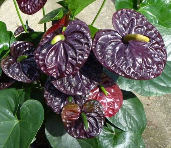 为什么这么多人喜欢将红掌养在室内,没想到还有黑色花的品种