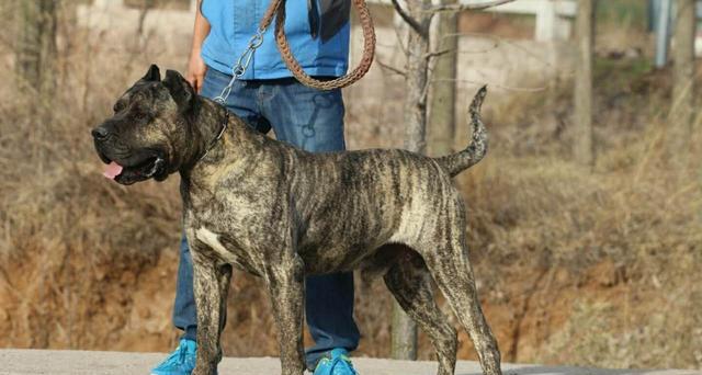 十大勇猛烈性犬