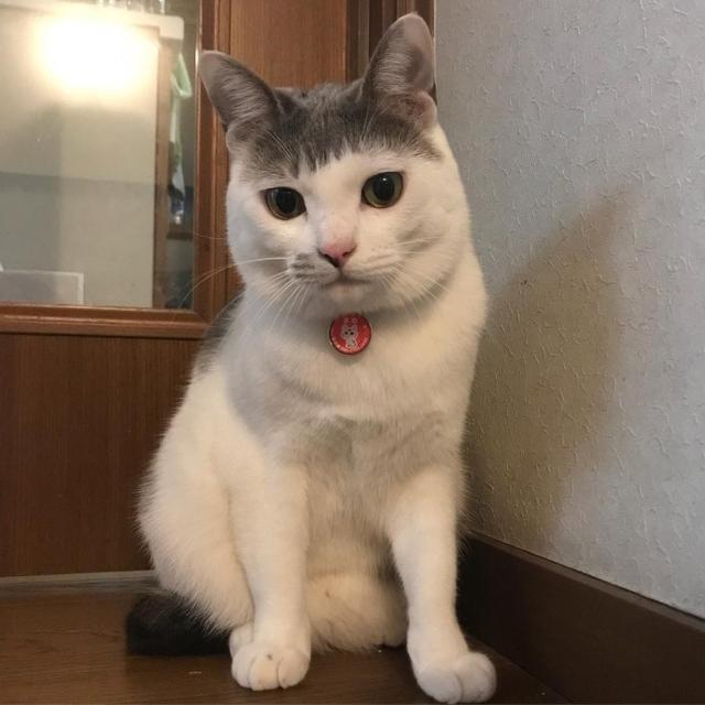 猫咪因为刘海走红,网友称是村口汪师傅那剪的!