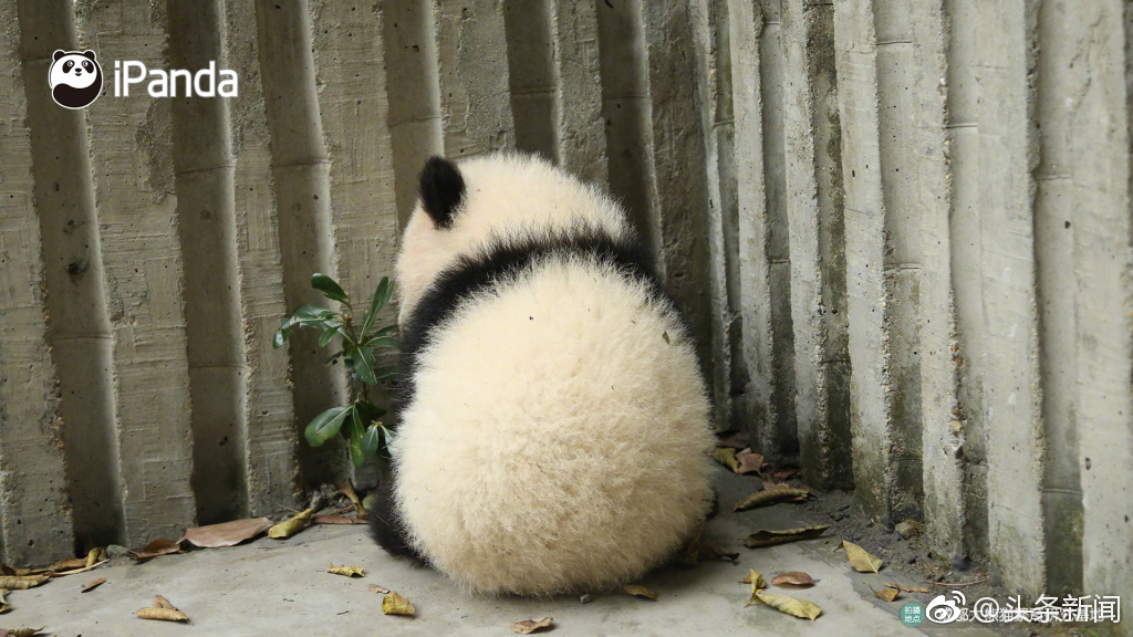 你凭什么辣么可爱@ipanda熊猫频道 67676767传说中的背影杀