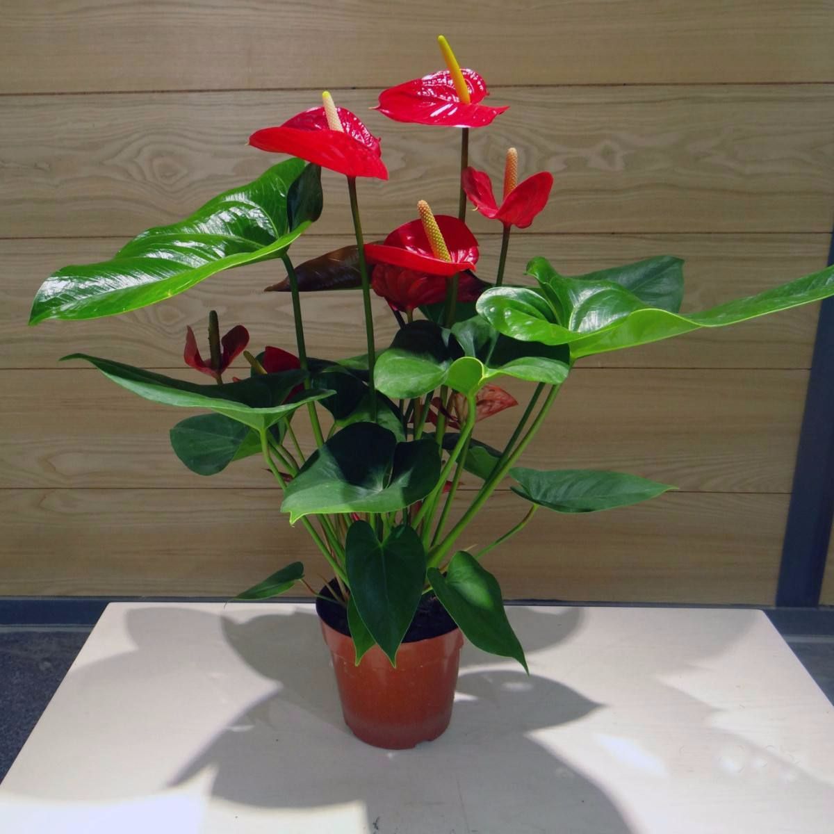 红掌是否有毒可以养在家里吗看完就知道了