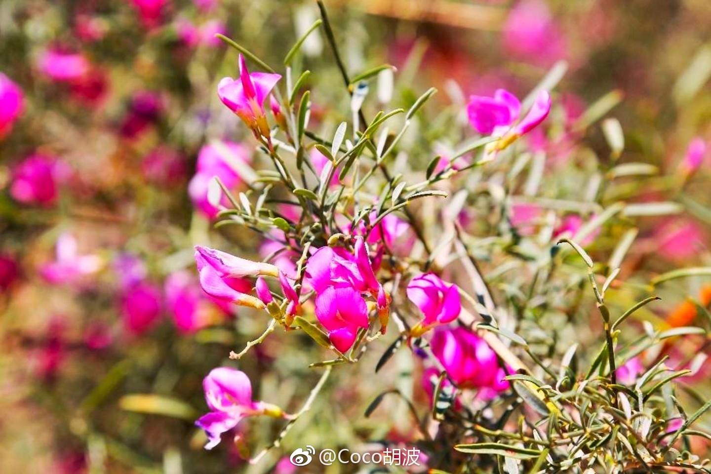 腾格里沙漠上的花草是这次宁夏最惊喜的遇见