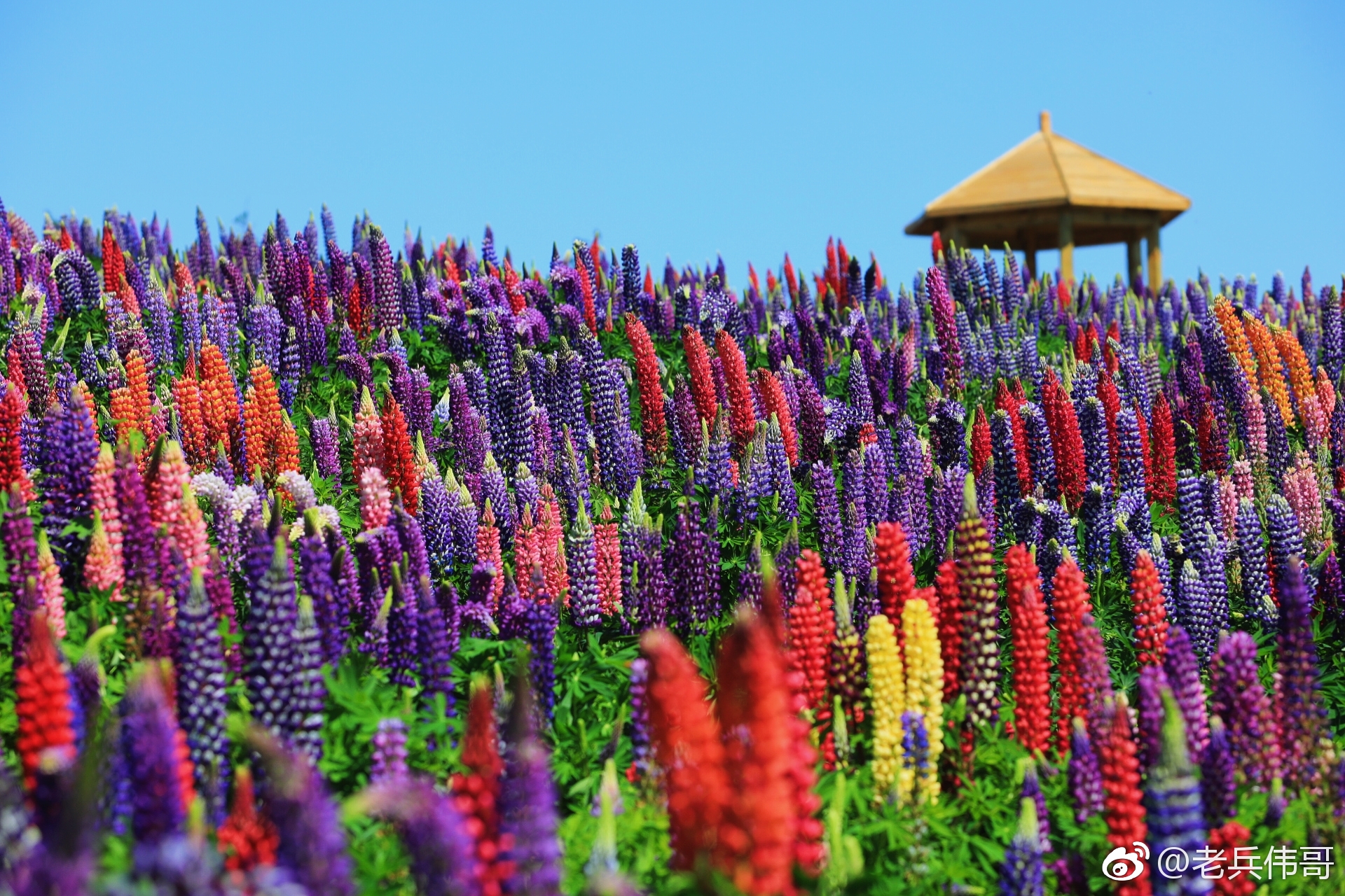 眼前这片缤纷的鲁冰花海