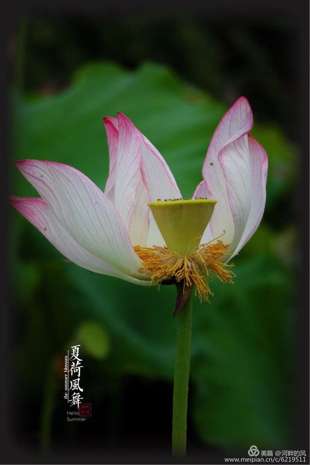 花开半夏 光阴如莲,人像摄影