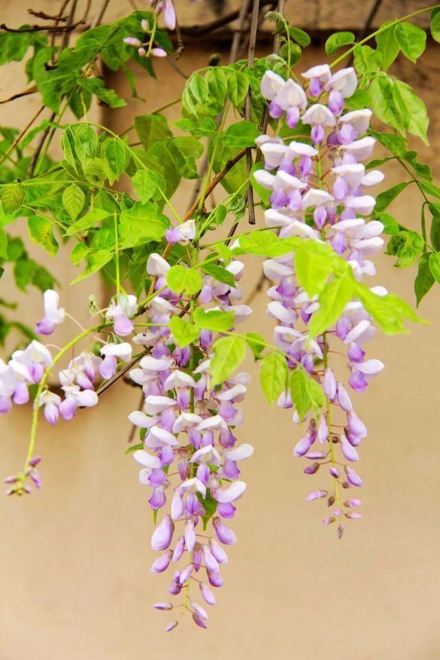 紫藤|荷叶|南瓜花_新浪网