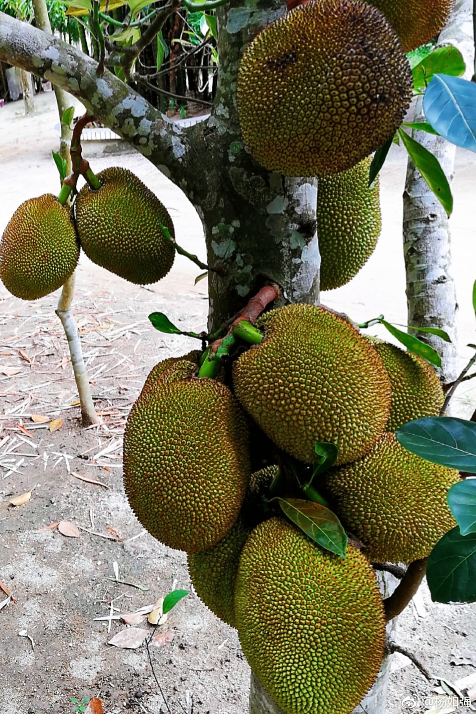 好大的菠萝蜜口水出来啦