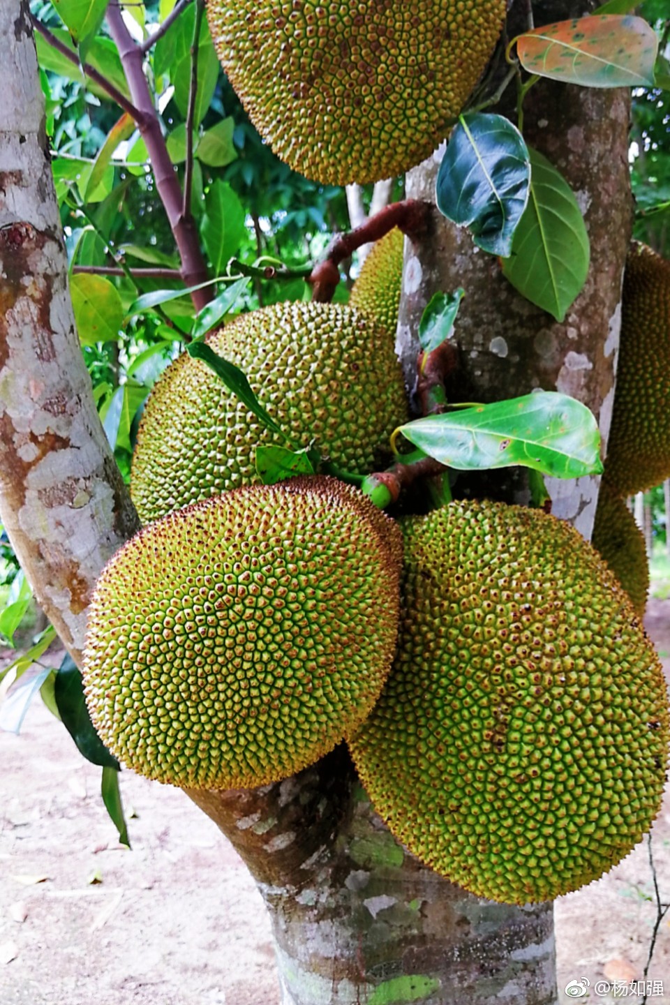 好大的菠萝蜜口水出来啦
