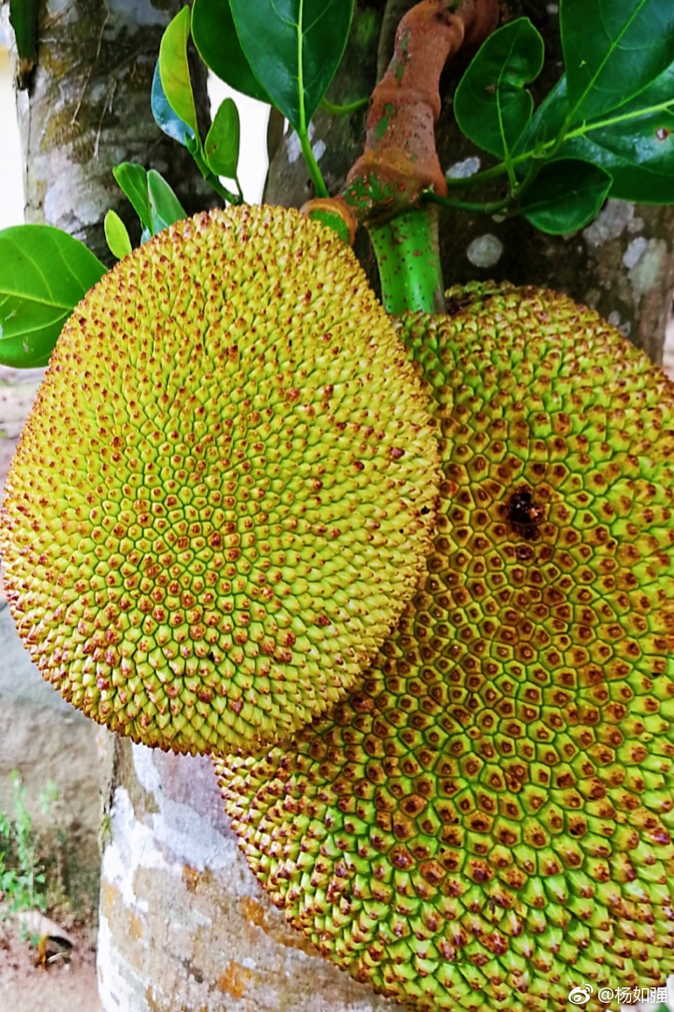 好大的菠萝蜜口水出来啦