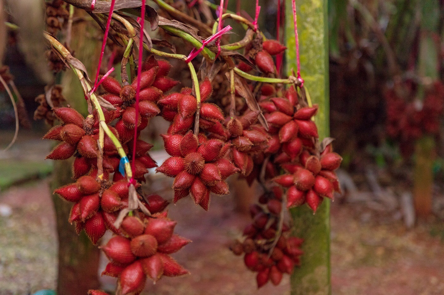 泰国皇家果实，臭气熏天的大绿刺果 异国情调水果特写 库存照片. 图片 包括有 背包, 皇家, 聚会所, 营养 - 146490098