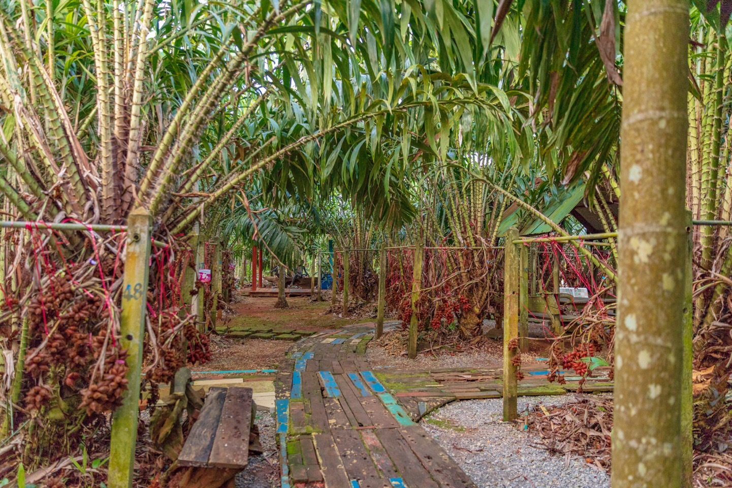 泰国素以百果王国而著称.今天我们就来到了蛇皮果园探秘