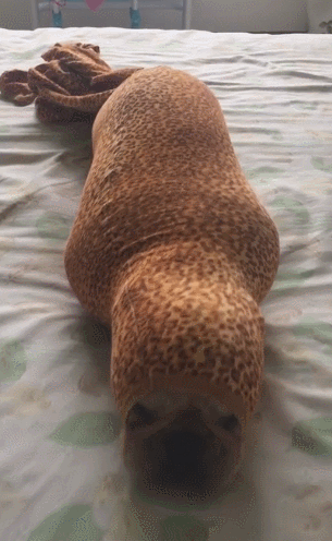 狗狗被在毯子里,蠕动身体像海豹,主人觉得好逗!