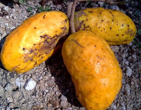 这种果子,名字特别有趣,更是8090后小时候满山摘回忆!