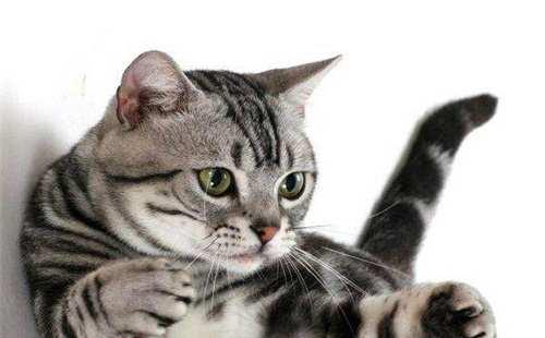 虎斑猫几个月大了闹猫,虎斑猫多大成熟发情