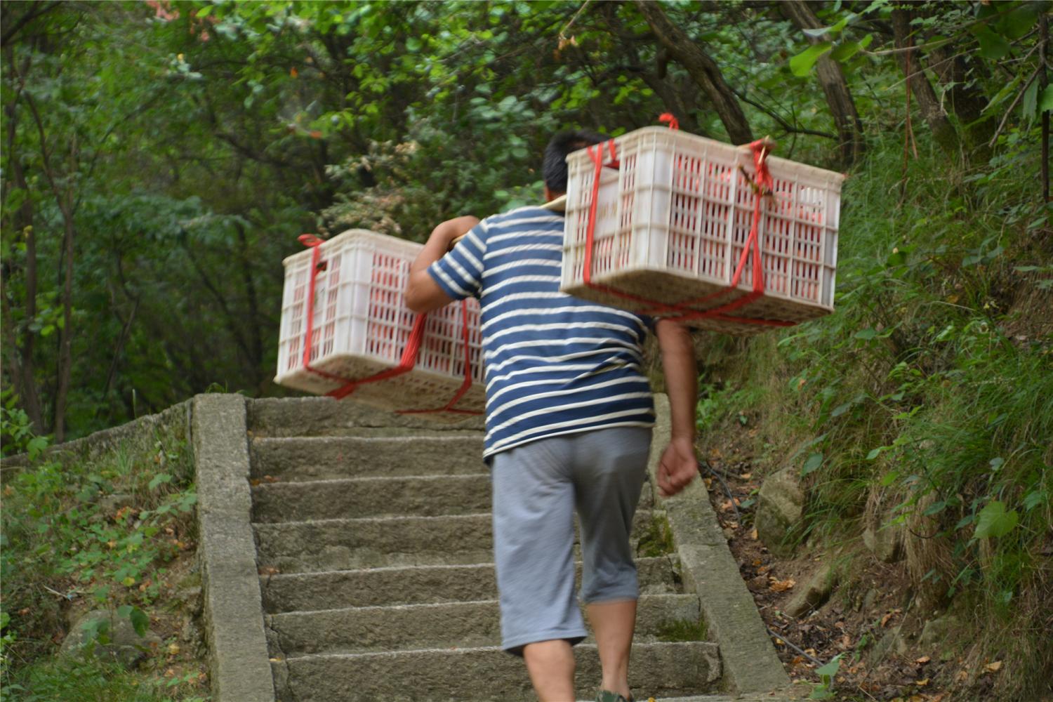 景区挑夫有车有房嫌80斤担子太轻, 为给儿子娶媳妇昼夜工作不停