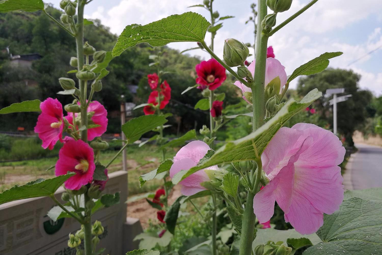 农村路边俗称"端午花"的漂亮野花,花和叶子是美味,还可治烫伤