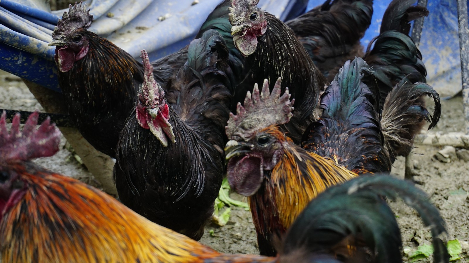 乡村动物园|公鸡|动物园|乡村_新浪新闻