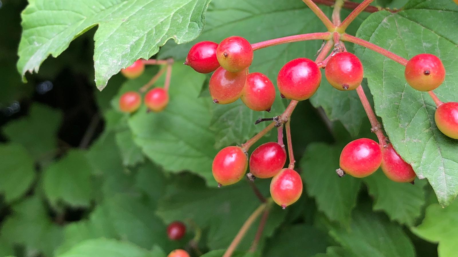 靓丽的荚蒾果,好看最好不要吃,忍冬科植物