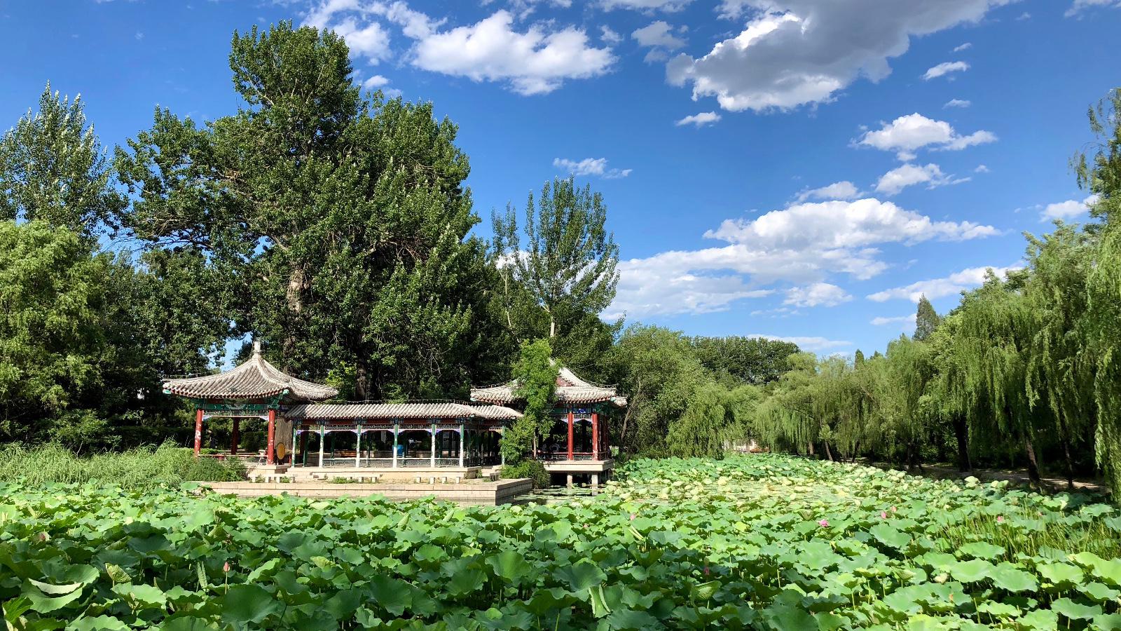 夏游清华园七:清华大学近春园,荷塘月色中的荷塘