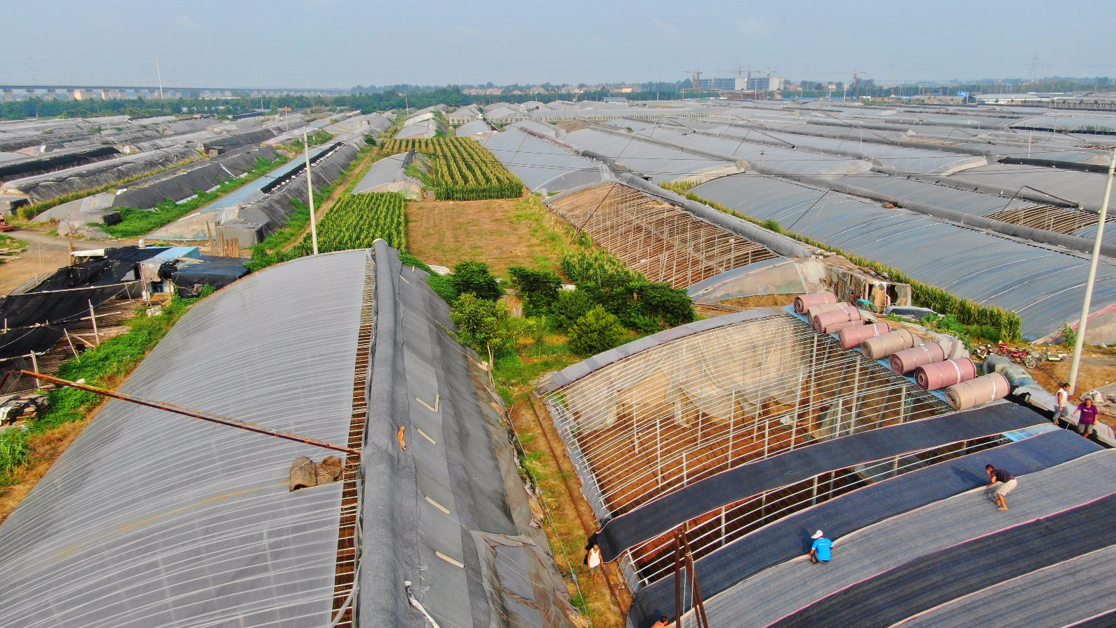 山东寿光大棚蔬菜基地受灾轻微菜农正在抓紧生产