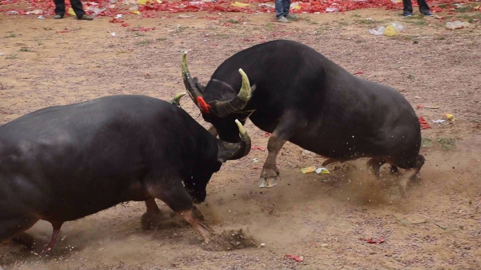 斗牛|草上飞|对手_新浪新闻