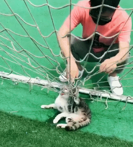 猫咪在刚开始被困住的时候,特别的害怕,所以只能在那里挣扎,并且人在