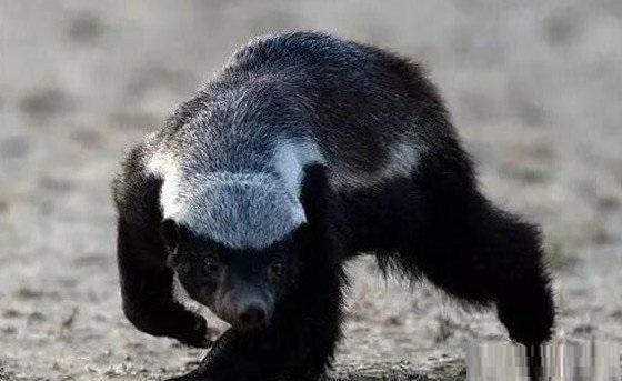 平头哥蜜獾: 地球上最无所畏惧的动物, 被列入吉尼斯世界记录